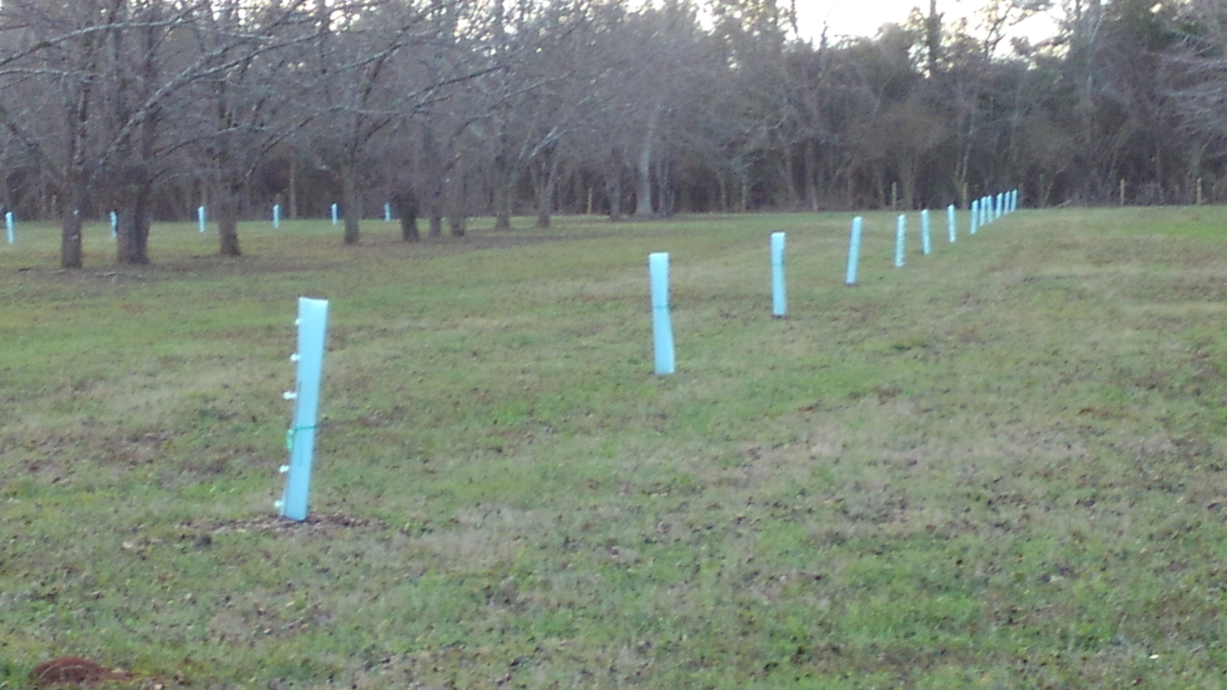 newly planted trees